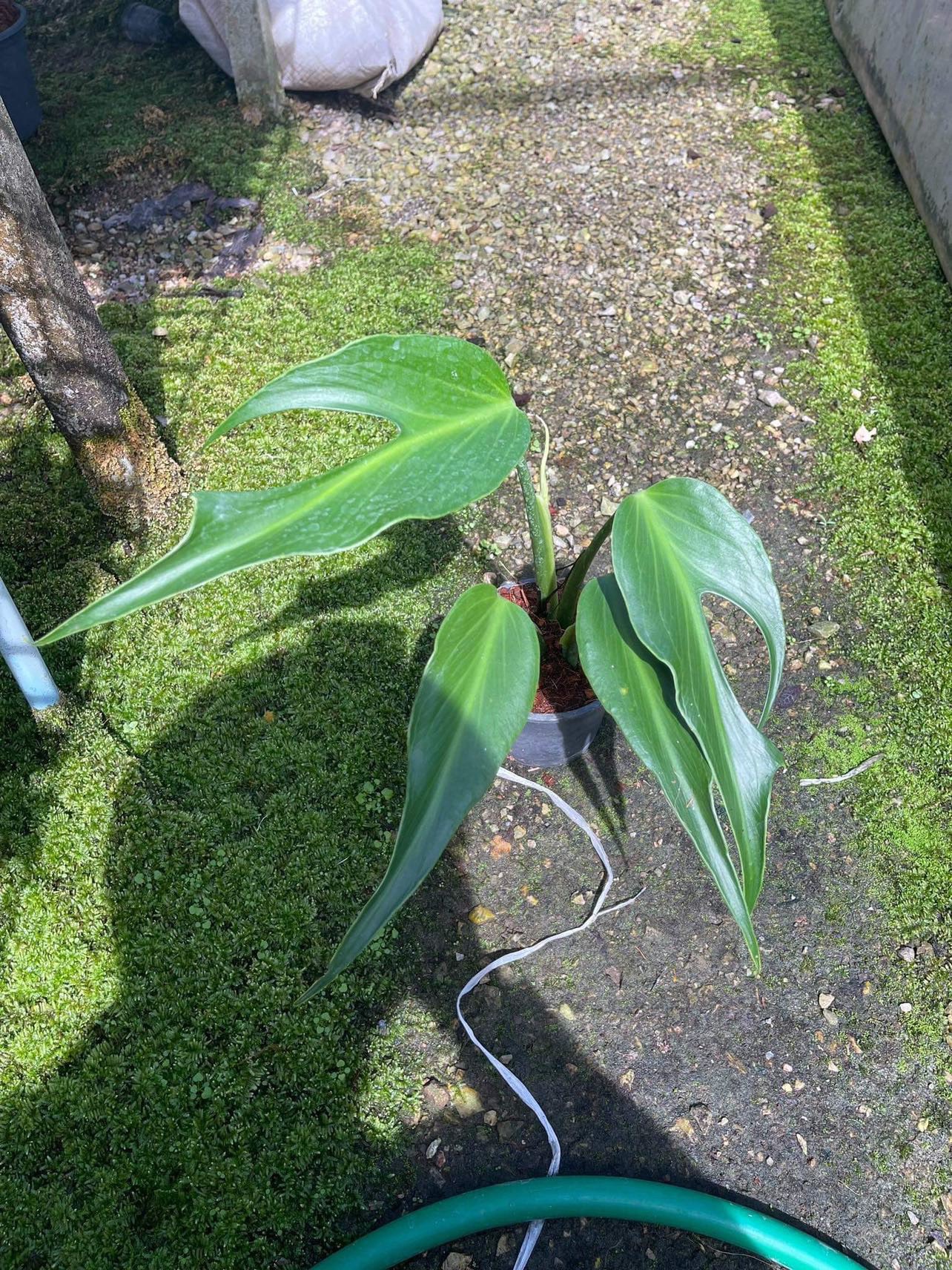 Monstera Dilacerata  Monstera Burle Marx Flame Care Guide