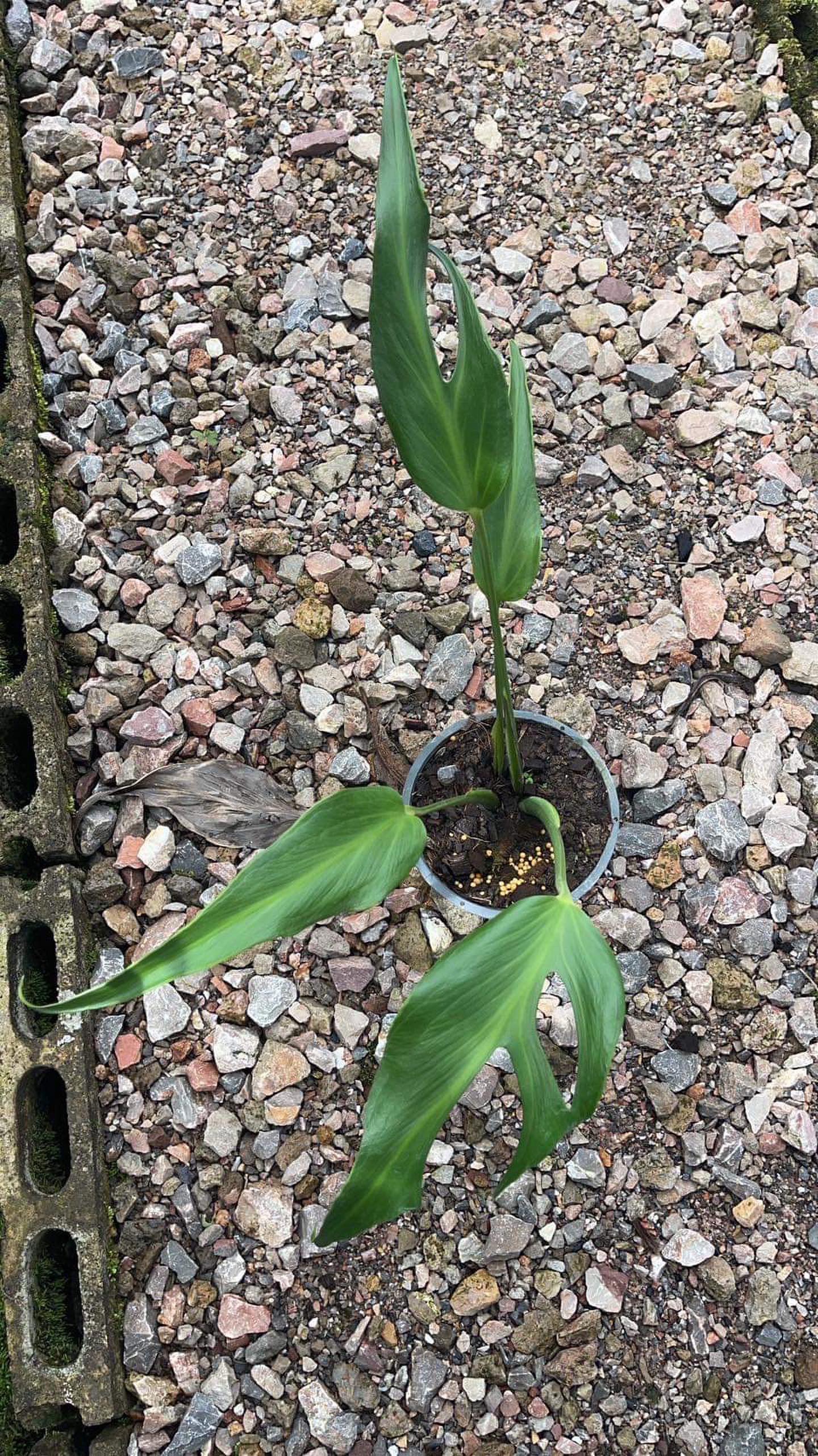 Monstera Dilacerata  Monstera Burle Marx Flame Care Guide