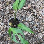 Monstera Burle Marx Flame