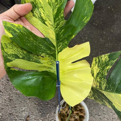 Monstera Deliciosa Yellow Marilyn Variegated