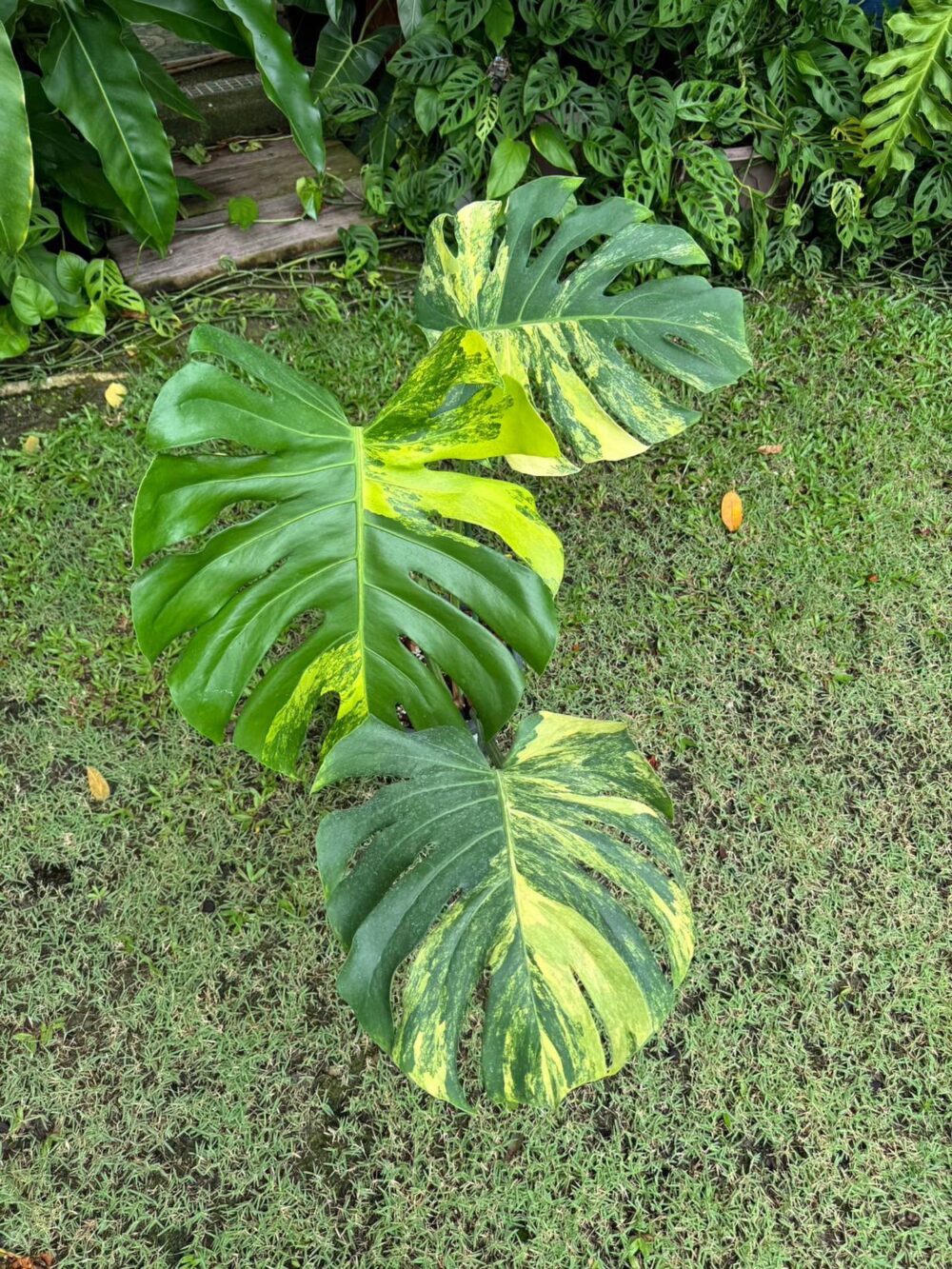 Monstera Deliciosa Yellow Marilyn Variegated