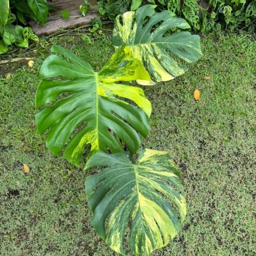 Monstera Deliciosa Yellow Marilyn Variegated