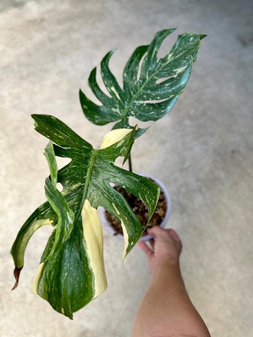 Monstera Thai Constellation Medusa