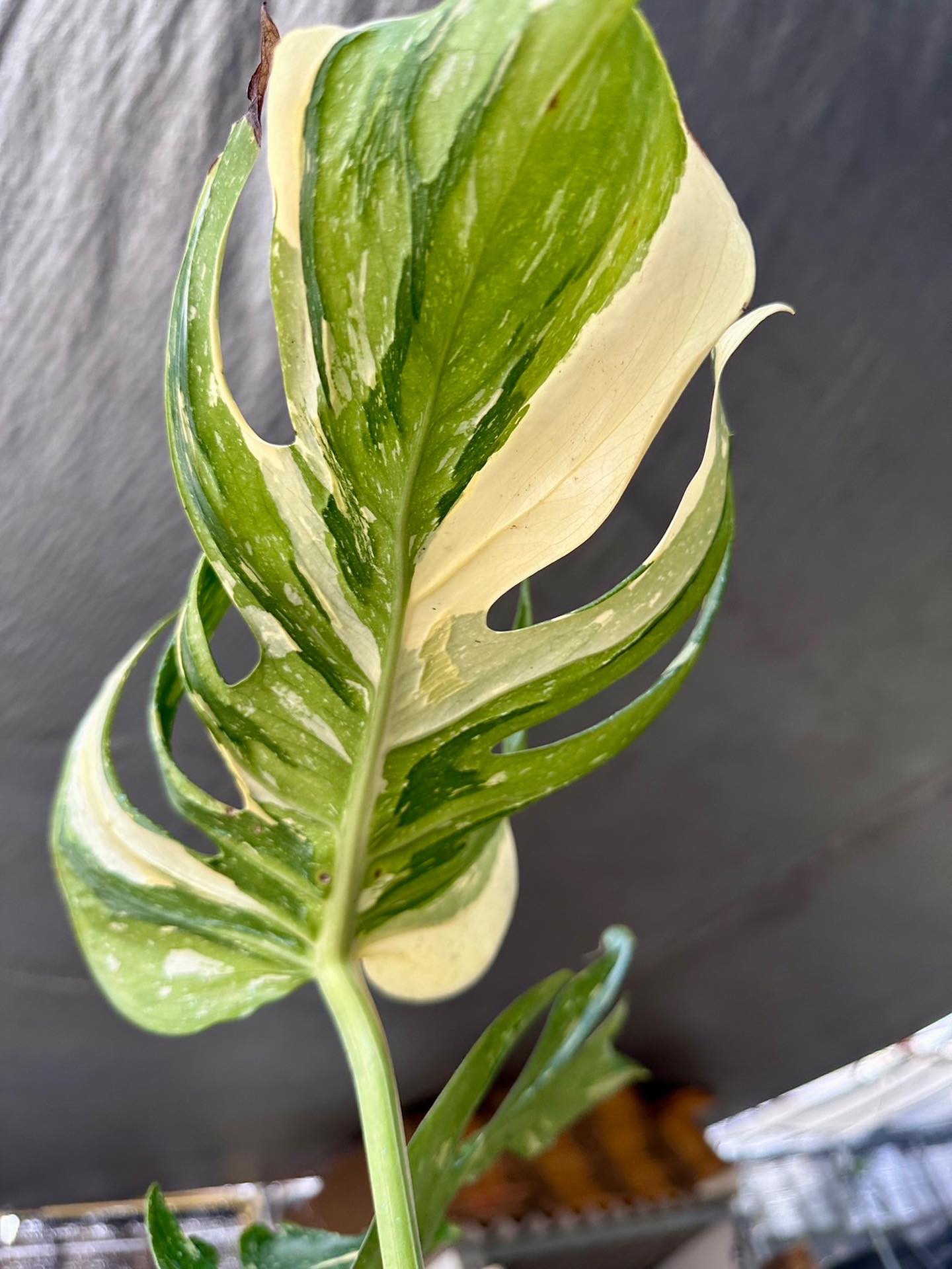 Monstera Medusa Variegated 