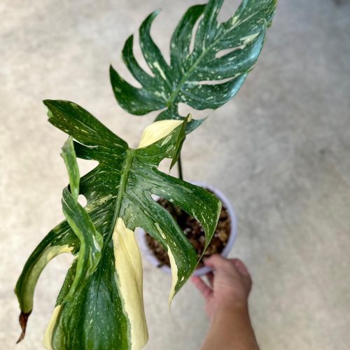 Monstera Thai Constellation Medusa