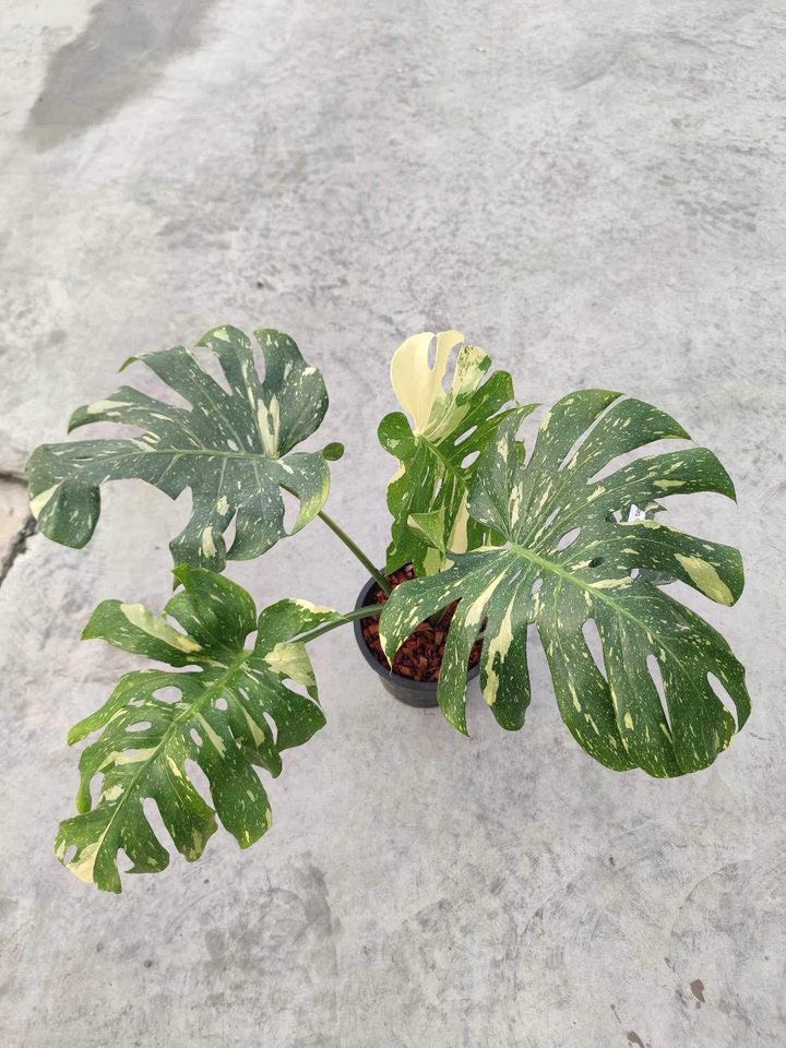 Monstera Thai Constellation Variegated Monstera Thai Constellation Variegated