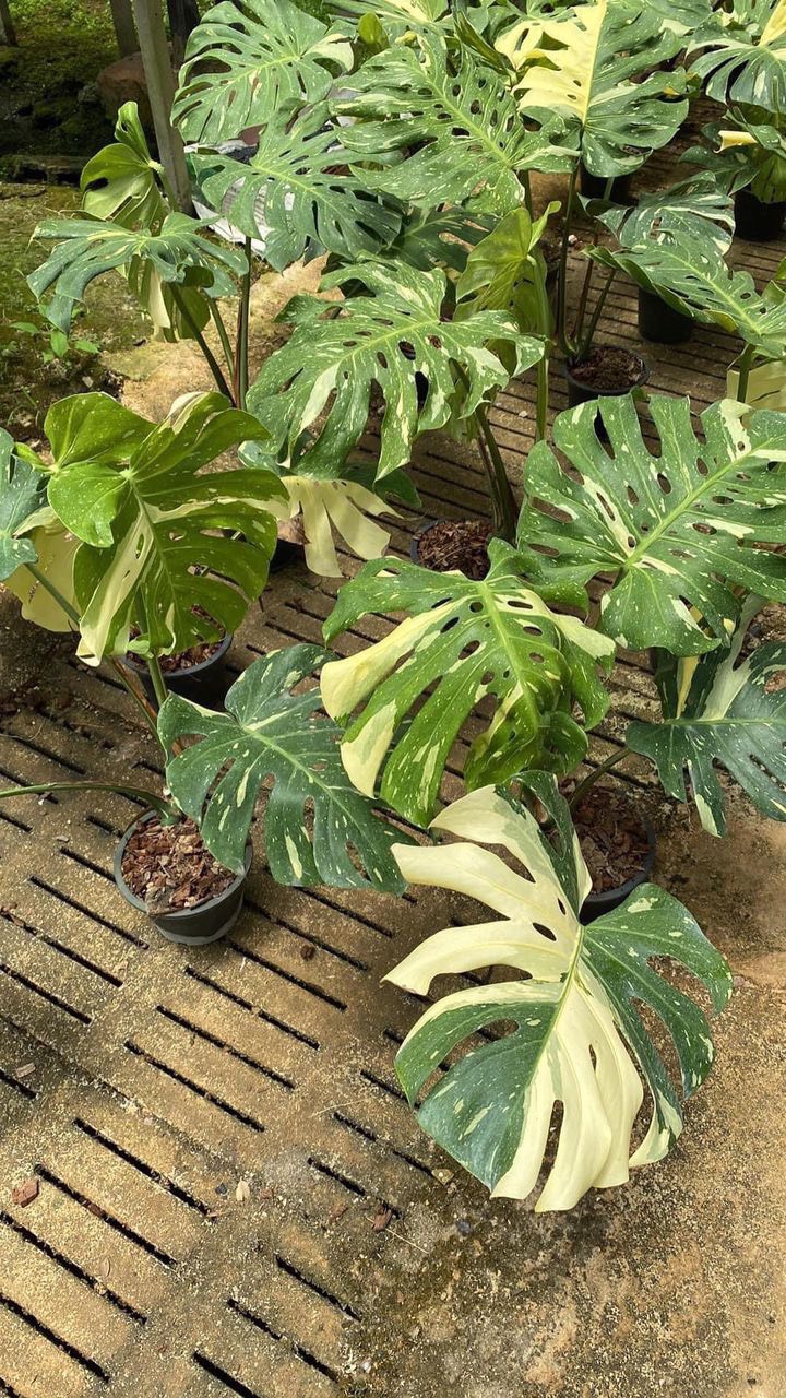 Avenue 60 Monstera Deliciosa Thai Constellation Variegated Fully Rooted in  4 Pot