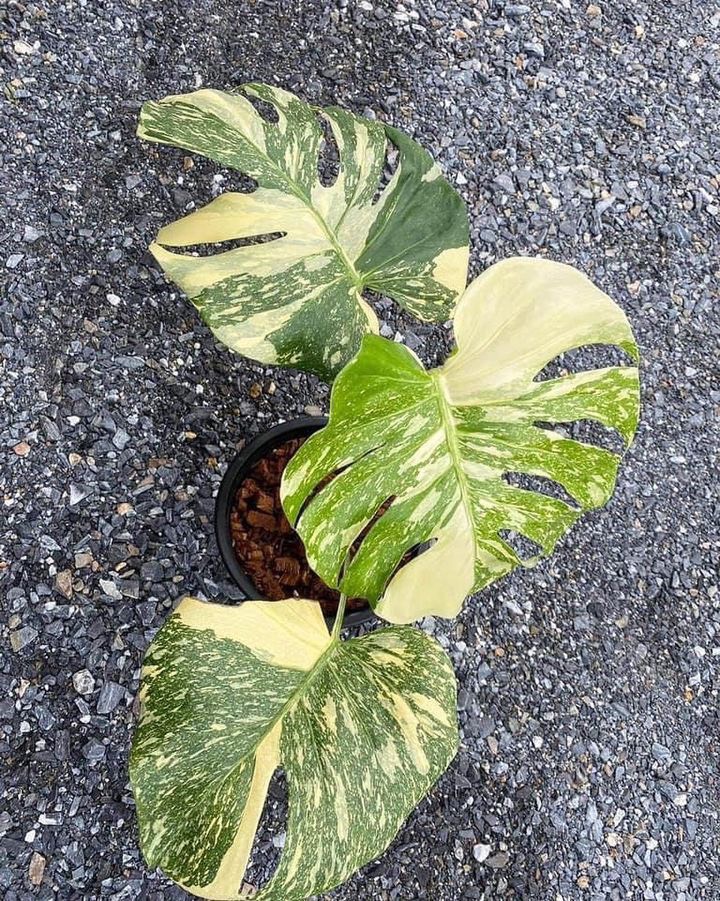 Rare Monstera Thai Constellation Creme Brulee from Thailand