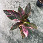 Musa Nono Pink Variegated Banana