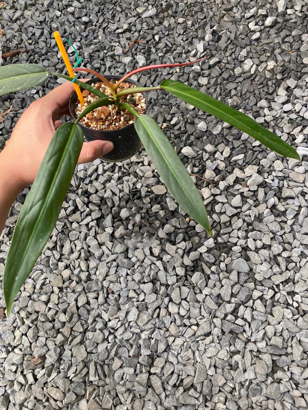 Philodendron Bicolor