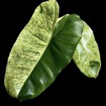 Philodendron Burle Marx Mint Variegated