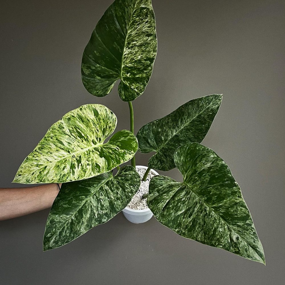 Philodendron Giganteum variegated