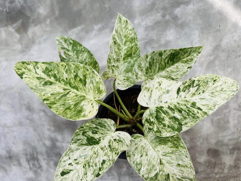 Philodendron Giganteum variegated