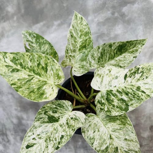 Philodendron Giganteum variegated