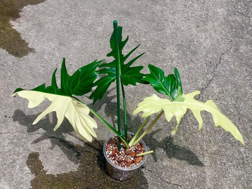 Philodendron Golden Dragon Variegated for sale