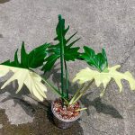 Philodendron Golden Dragon Variegated for sale