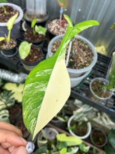 Philodendron Joepii Variegated