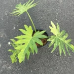 Philodendron Radiatum variegated 1