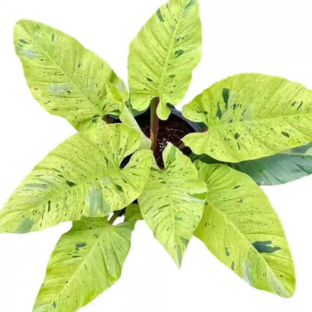 Philodendron Ruaysap Marble Variegated