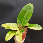 Philodendron Ruaysap Marble variegated 4in 1
