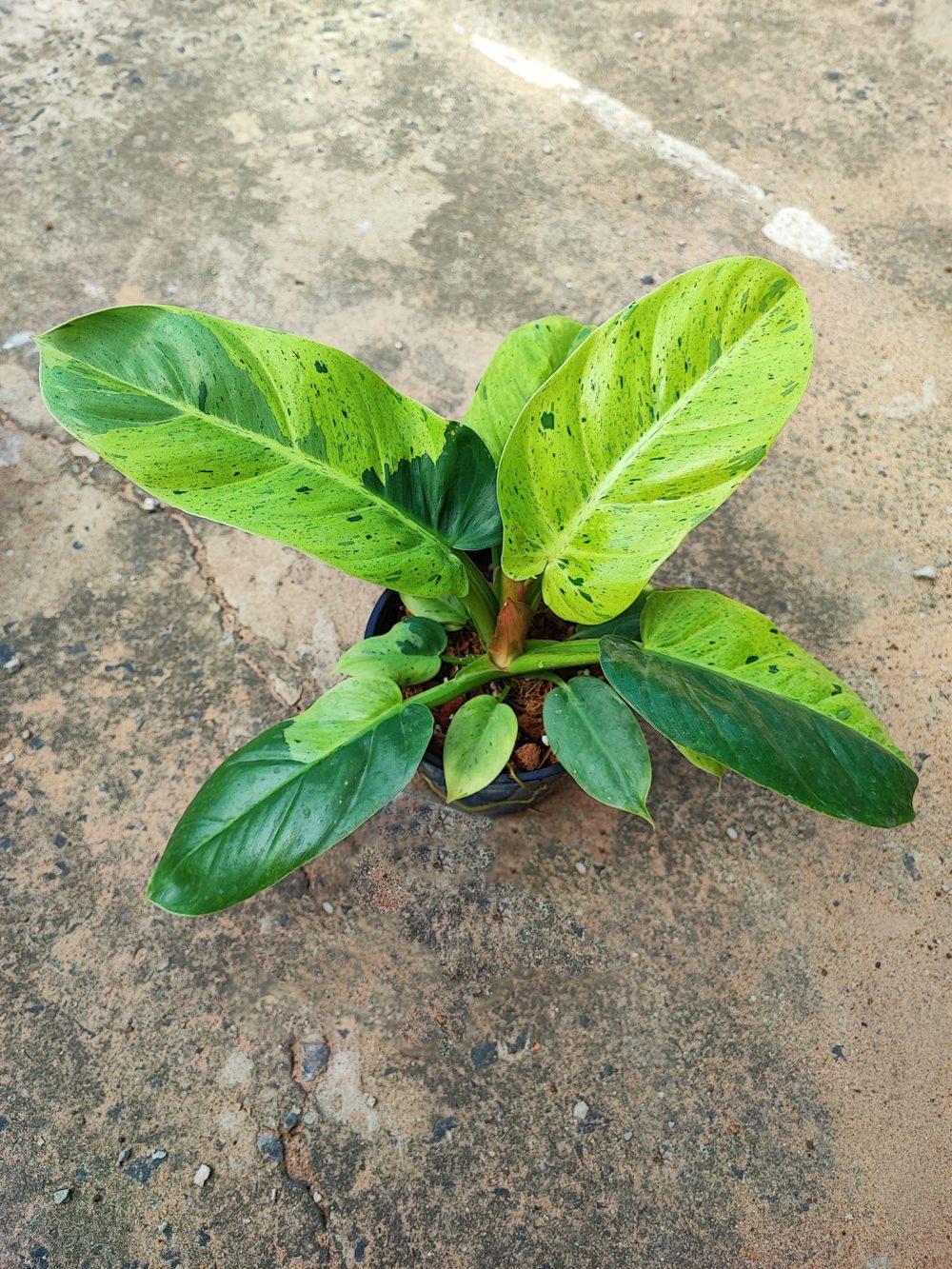 Philodendron Ruaysap Marble variegated