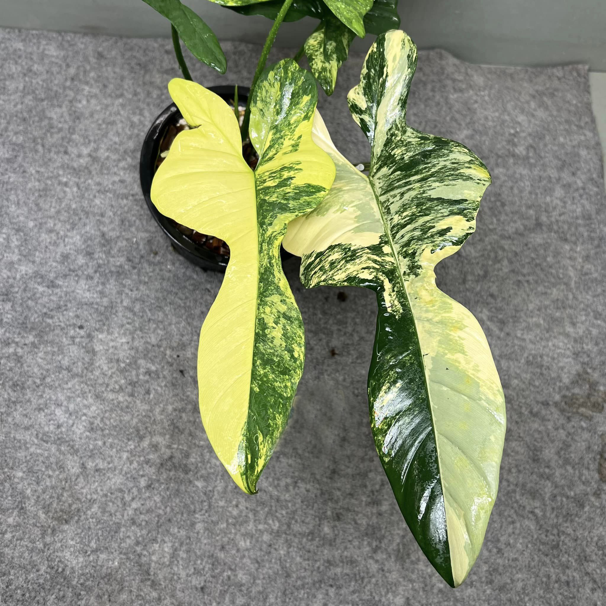 Philodendron Violin Variegated – Exotropical