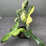 Philodendron Violin Variegated
