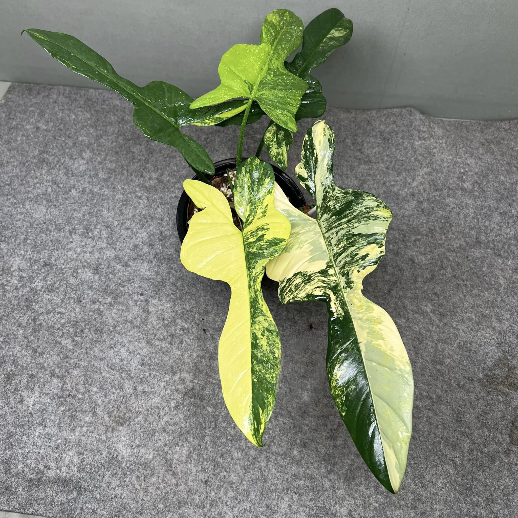 Philodendron Violin Variegated