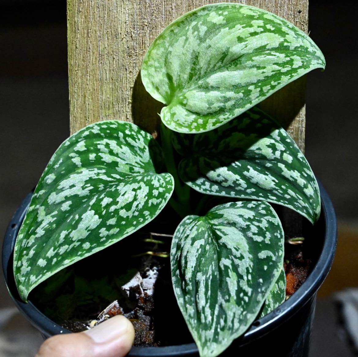 絶妙なデザイン 植物/観葉植物 Splash Tricolor Army Green Scindapsus 