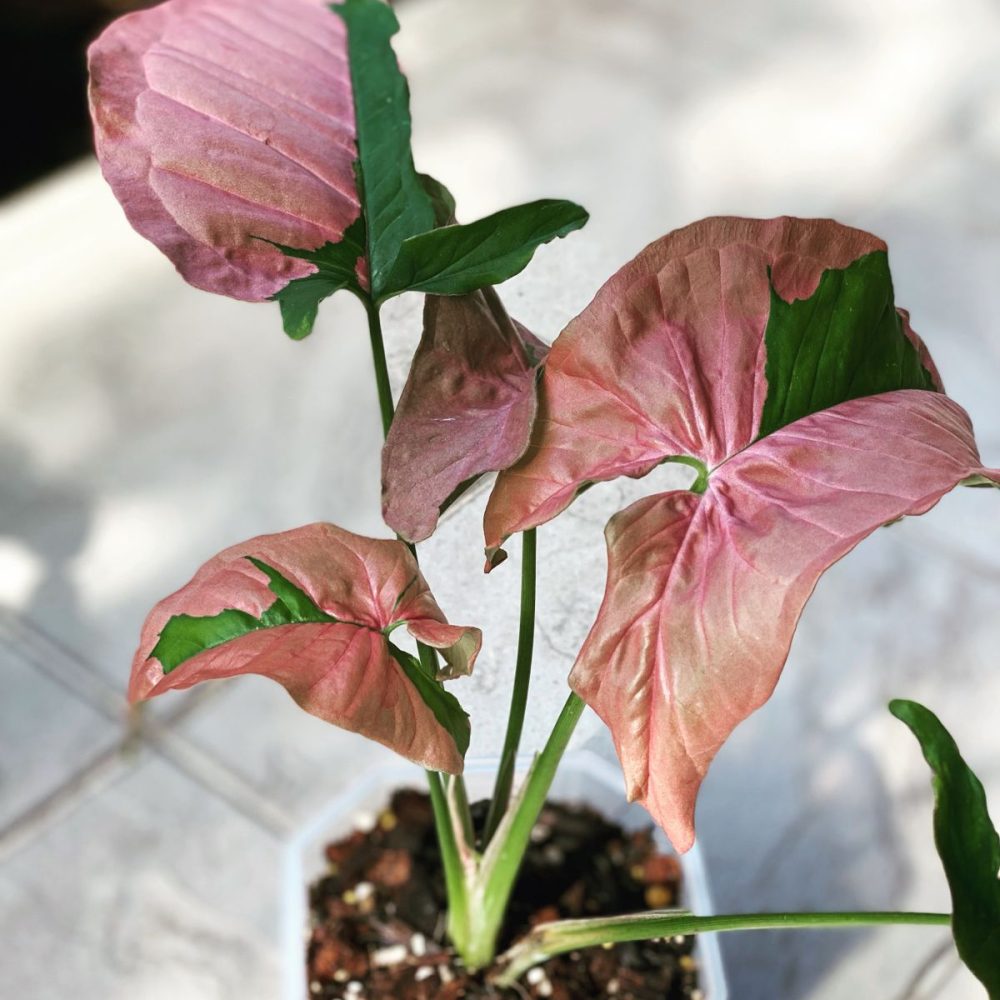 Syngonium Pink Lava