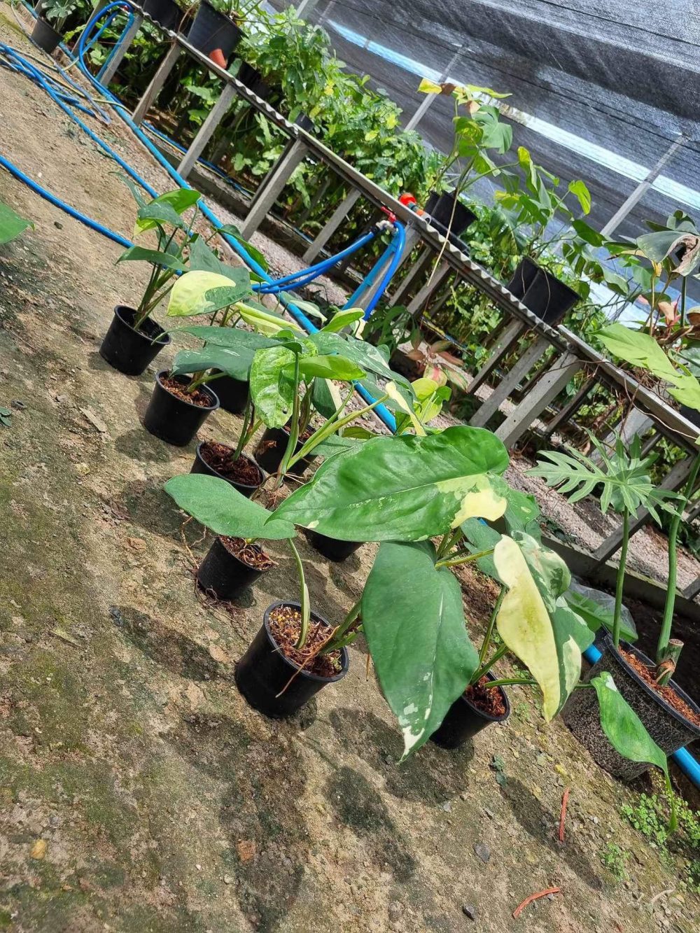 Syngonium chiapense variegated