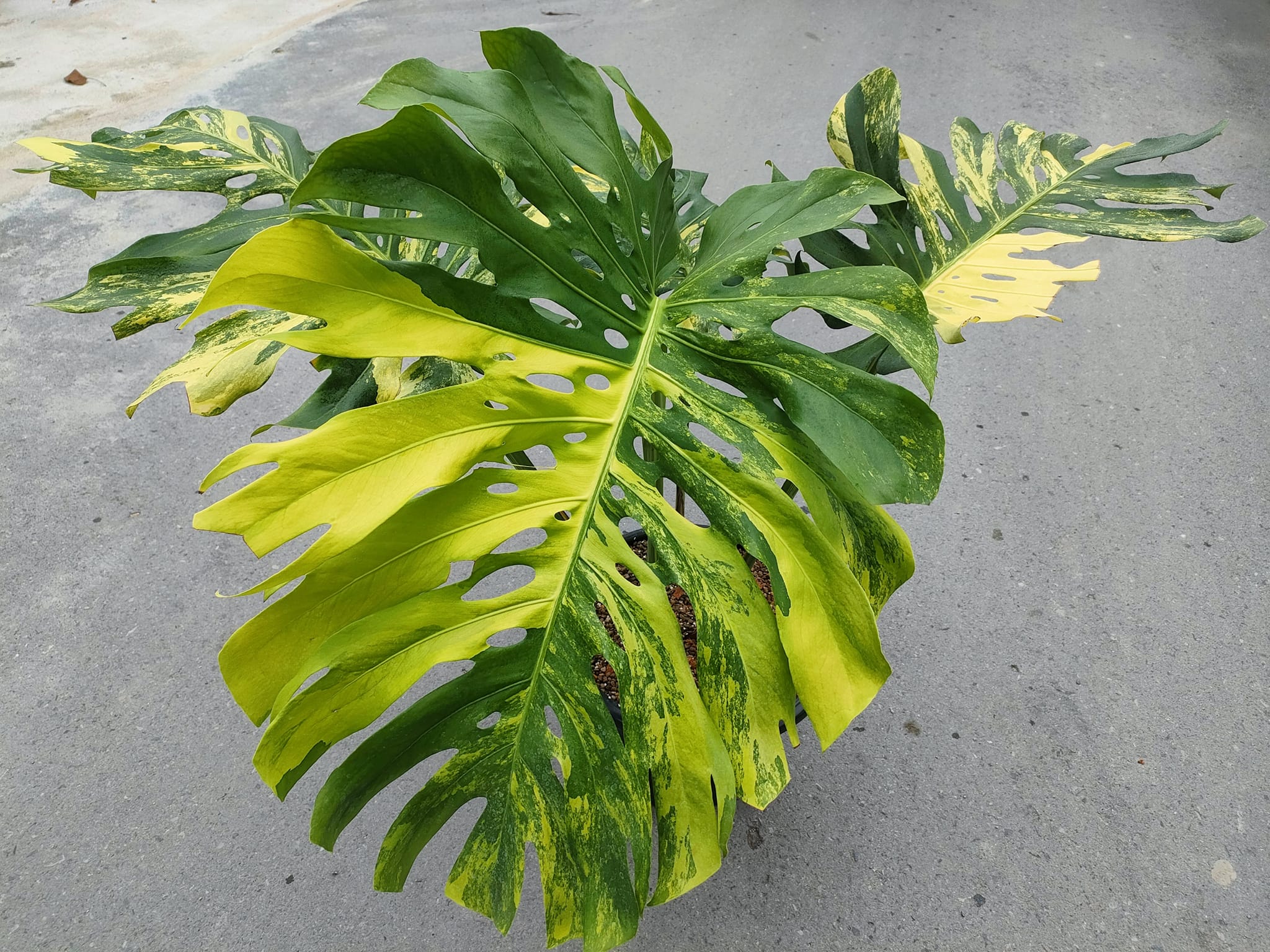 以下注意事項① Monstera yellow marilyn モンステラ 斑入り - 観葉植物
