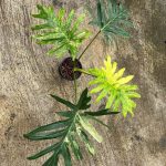 Philodendron williamsii hybrid variegated