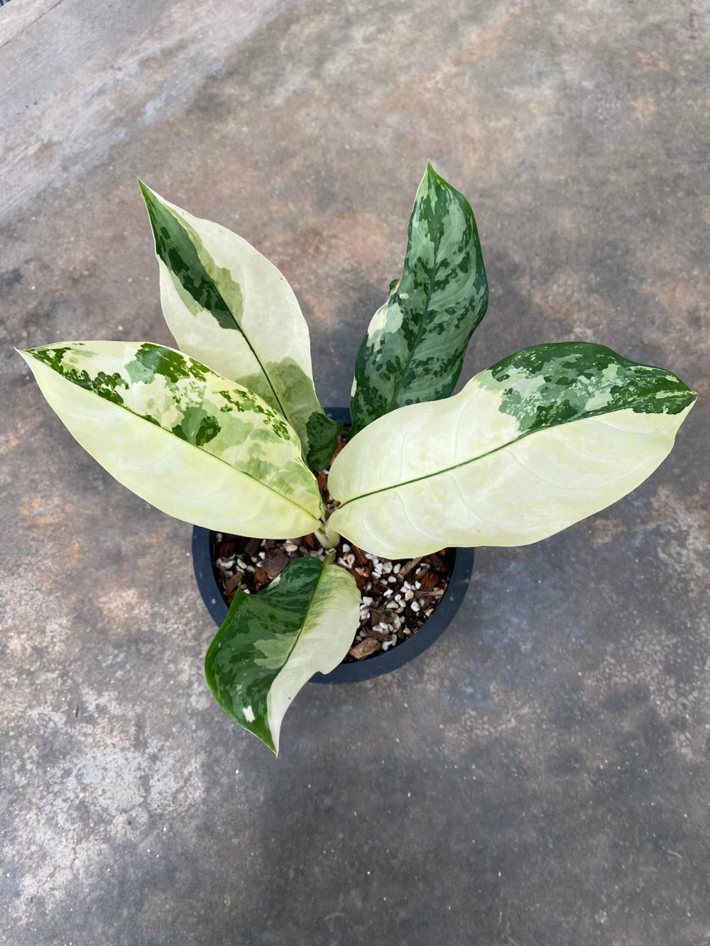 Aglaonema Manila Pride Variegated