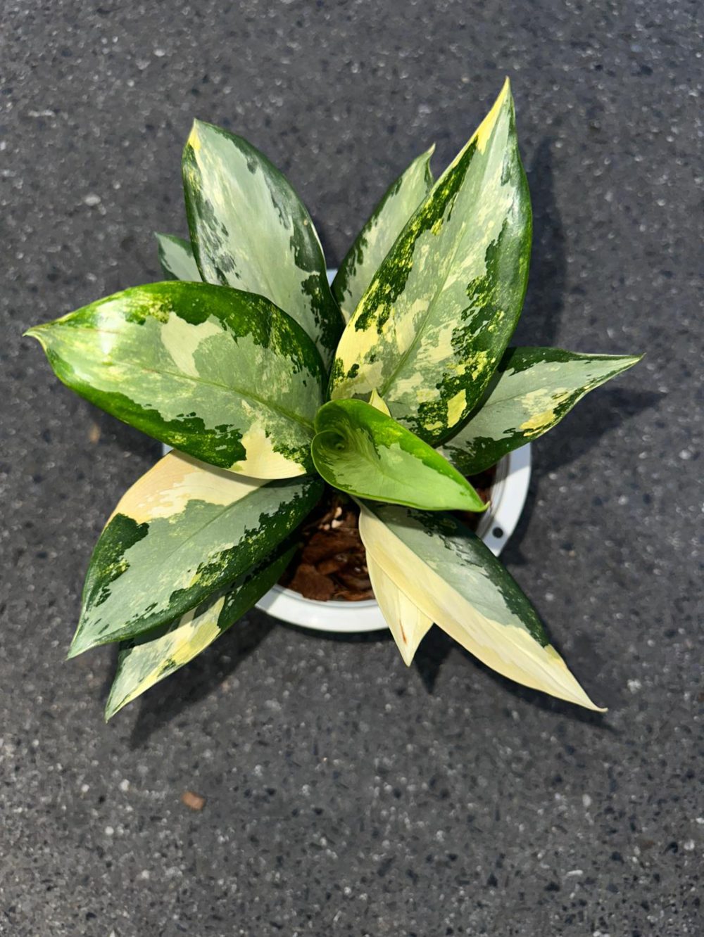 Aglaonema Suvarnabhumi Variegated