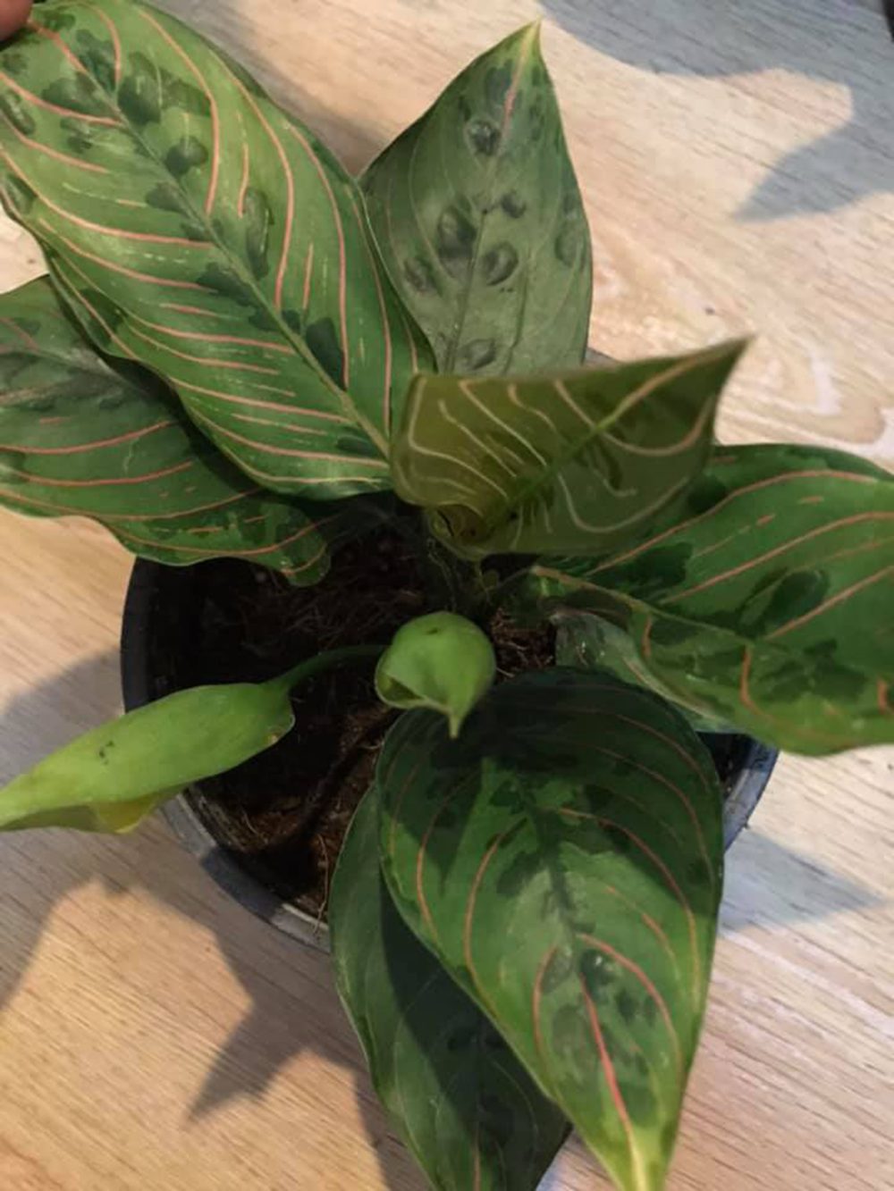 Aglaonema Red Army