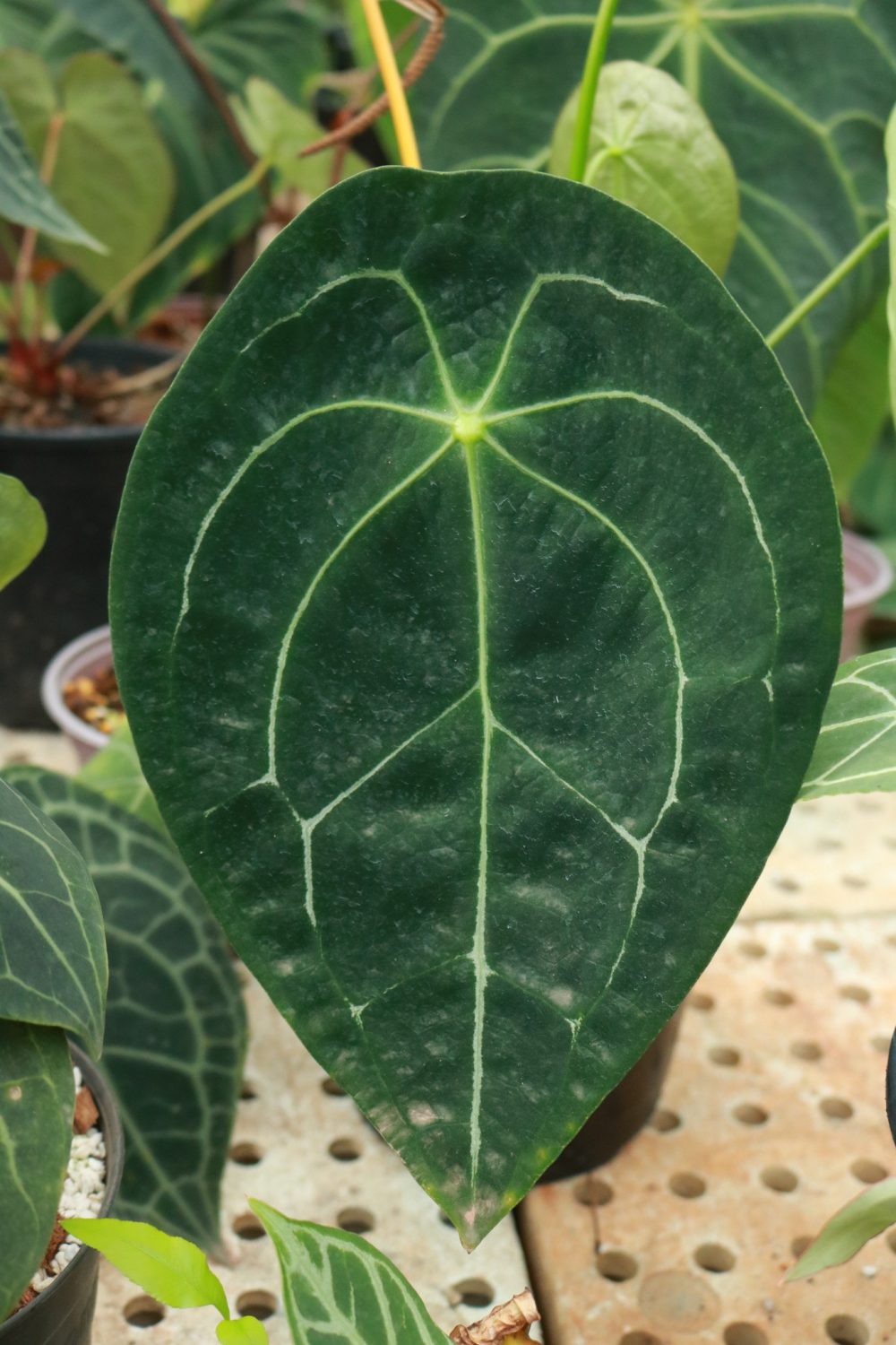 Anthurium Forgetti