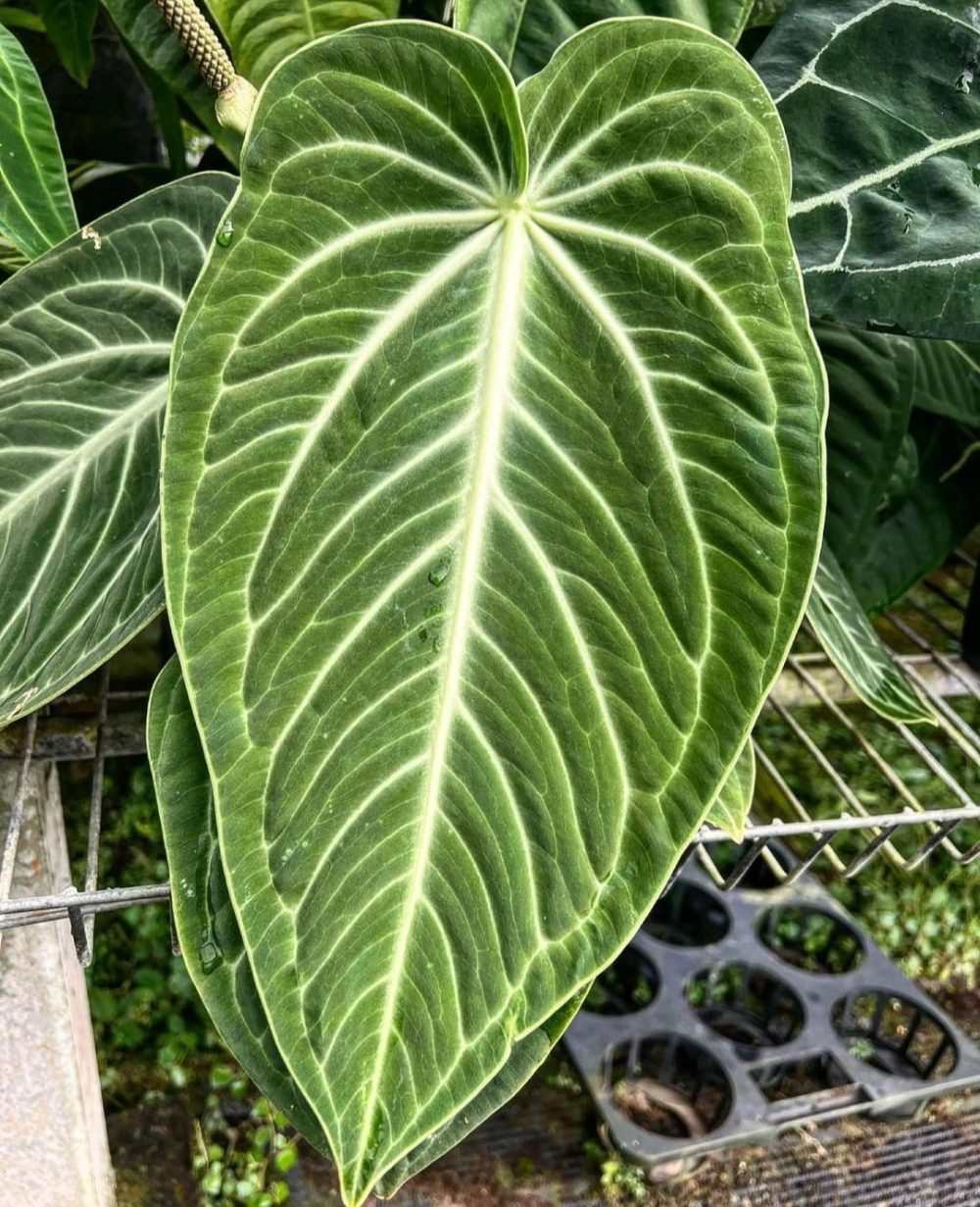 Anthurium Villenaorum