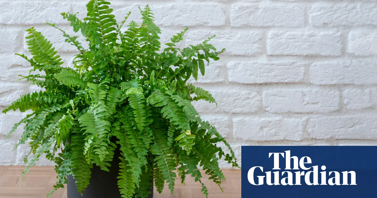 Boston Fern