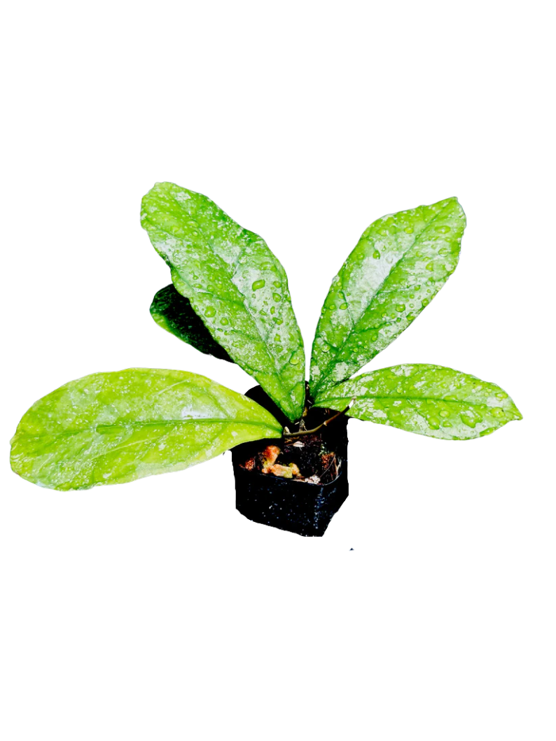 Unique Hoya Fakthong Starter Plant | 1