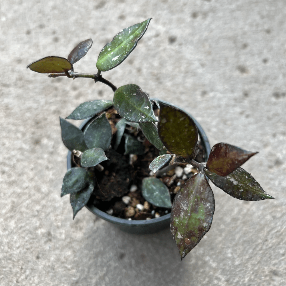 Hoya Krohniana black Leaves