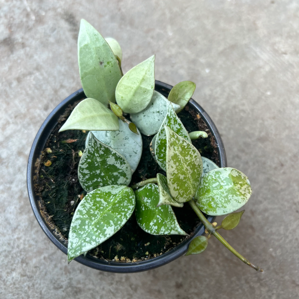 Hoya Krohniana silver leaves