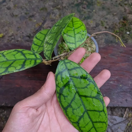 Hoya Ranauensis sp.Borneo