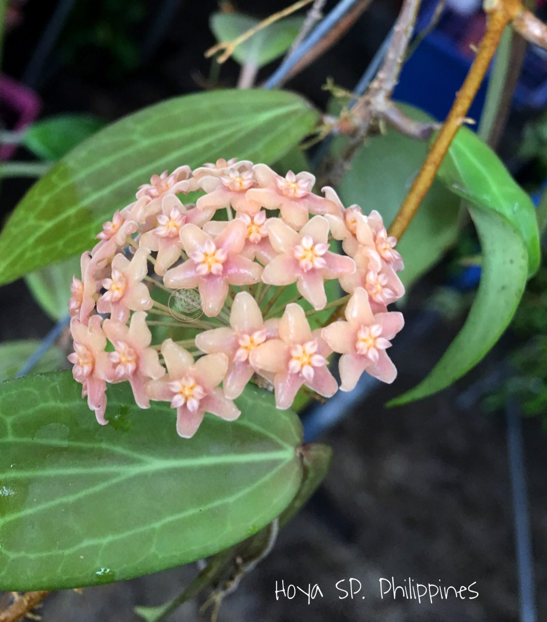Unique Hoya sp. Philippines Starter Plant | 1" Pot | Greenboog
