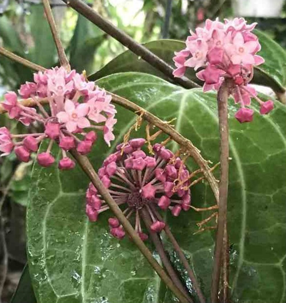 Hoya SP. aff. Clandestina pink