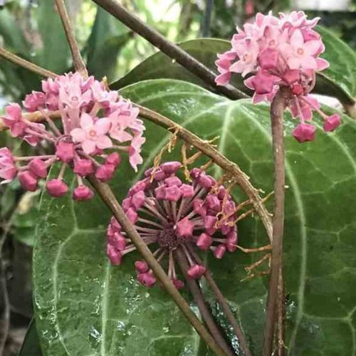 Hoya SP. aff. Clandestina pink