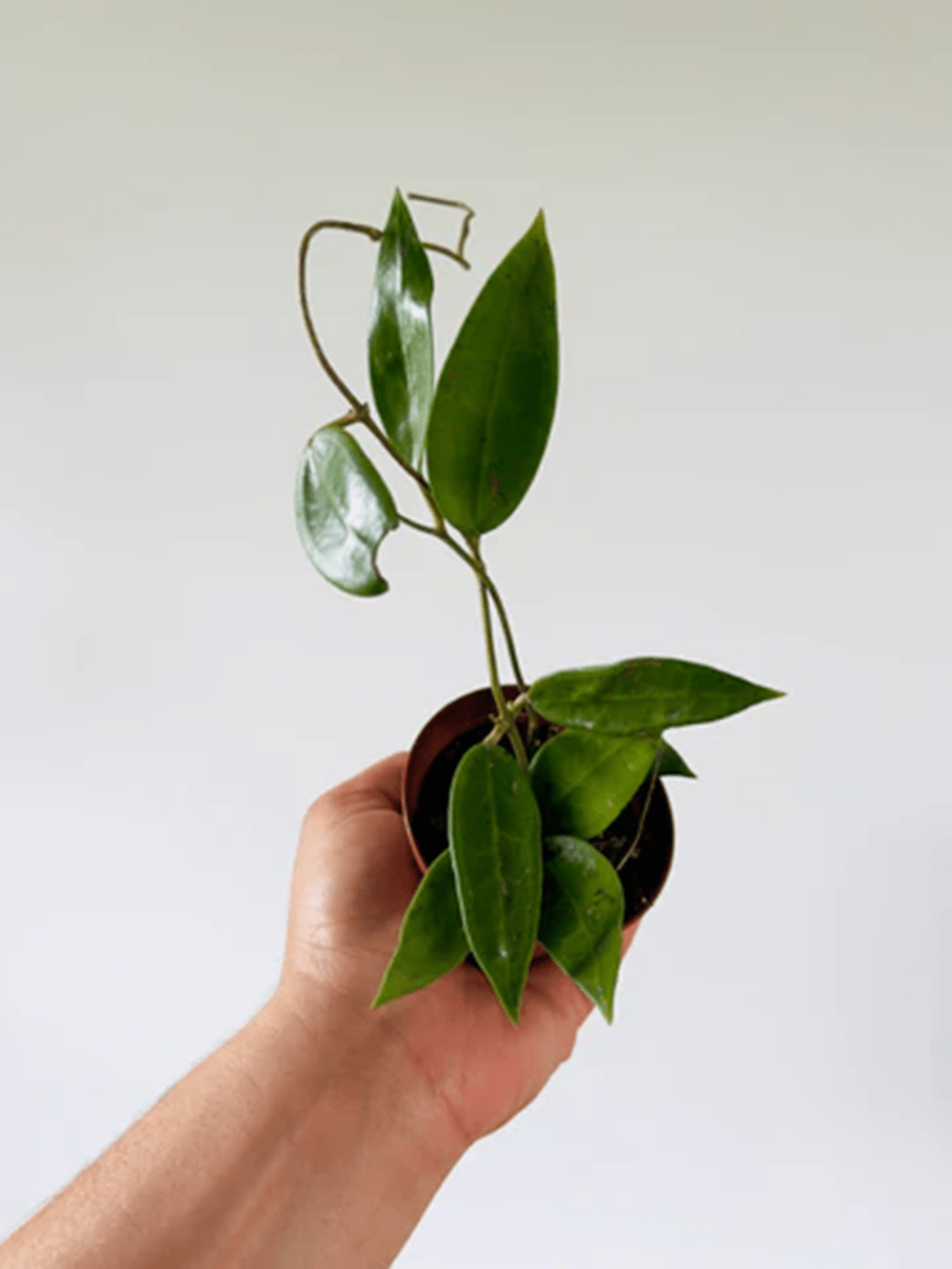 Hoya acuta pink