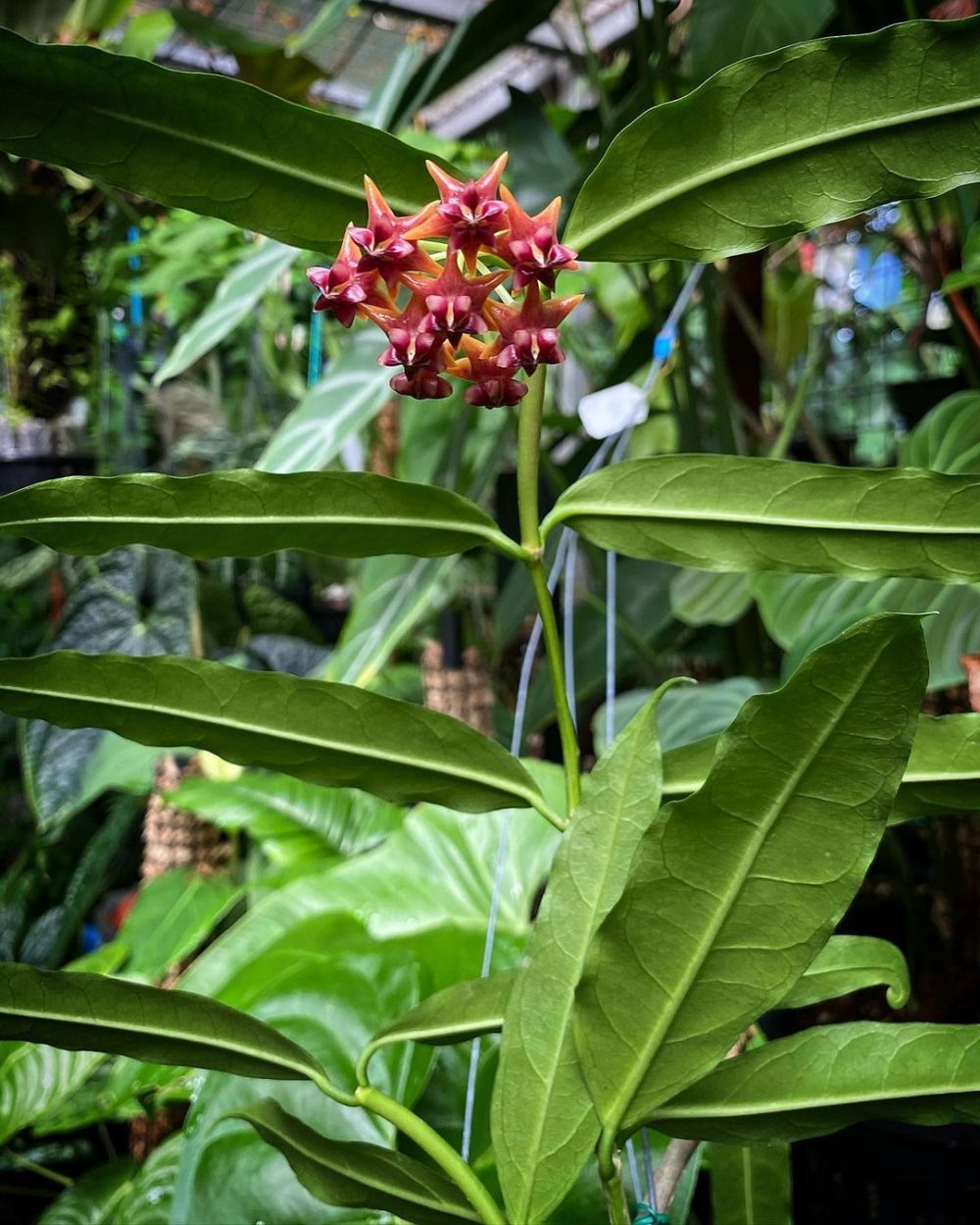 Hoya amrita