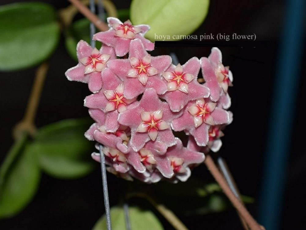 Hoya carnosa (pink flowers)