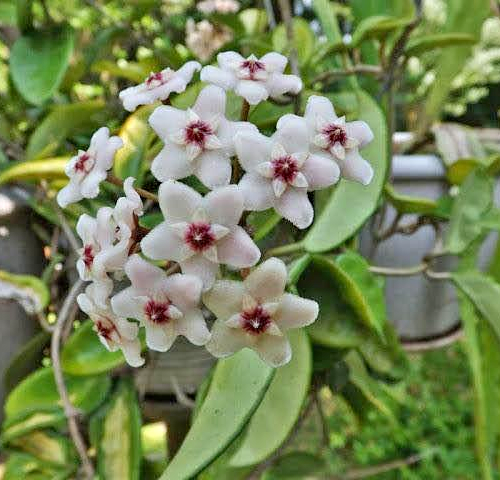 Hoya carnosa